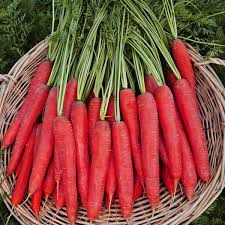 Gajar (Carrot)
