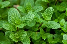 Podina (Mint)