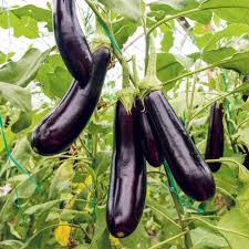 Baingun (Egg plant)